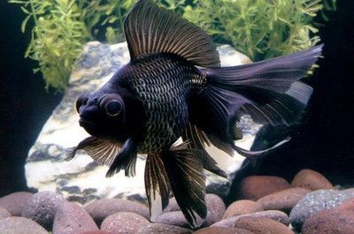 黑色的魚缸適合養哪些魚？：非洲神仙魚的飼養技巧，黑色魚缸的養護難度和焦慮