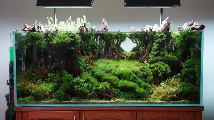 世界草缸造景大賽獲獎