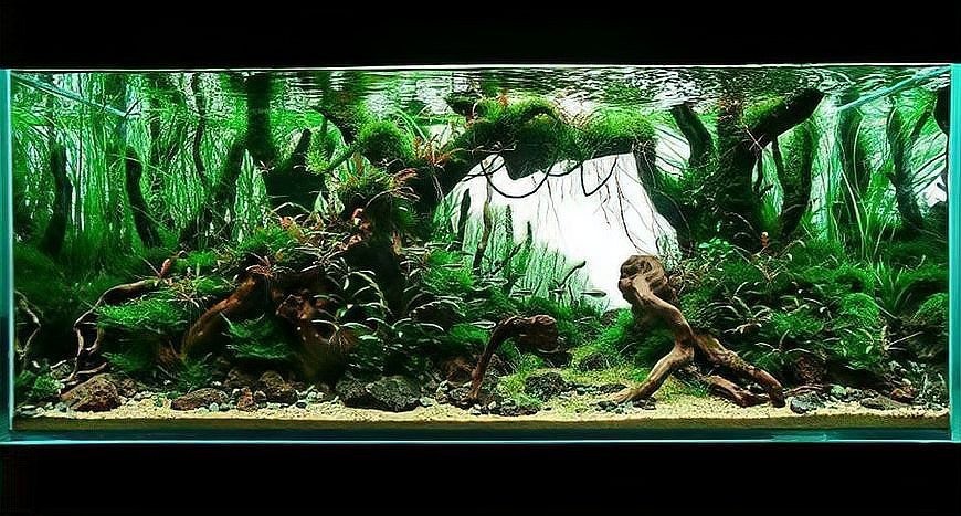 世界草缸造景大賽獲獎