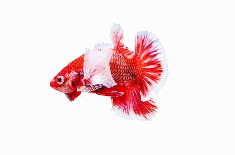 紅龍魚微信頭像尺寸多少合適？
