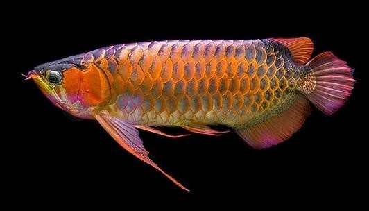 紅龍魚微信頭像尺寸多少合適？