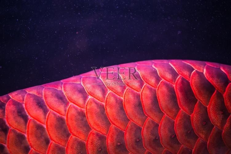 紅龍魚微信頭像尺寸多少合適？