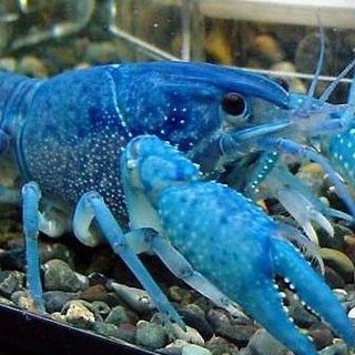 觀賞蝦怎么養