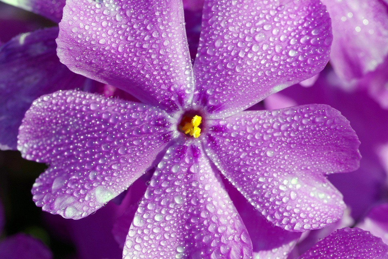 黃金錦鯉和芥子哪個好