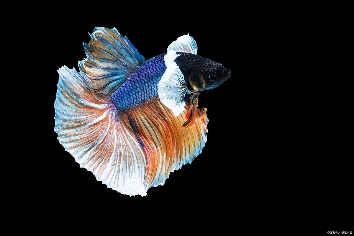 孔雀魚哪個品種最好養？