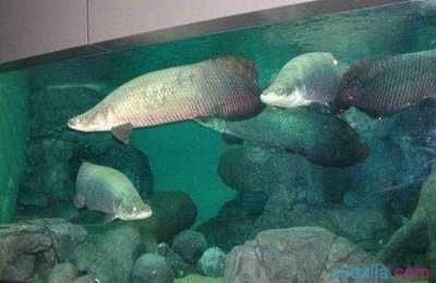 熱帶魚的生態環境揭秘：海象魚的飼養技巧