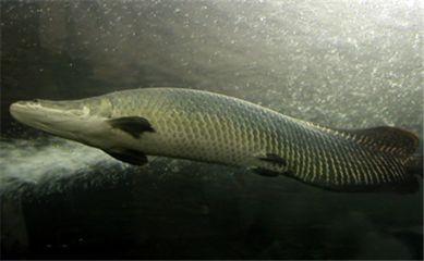 熱帶魚的生態環境揭秘：海象魚的飼養技巧