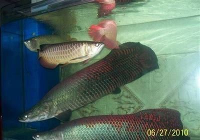 熱帶魚的生態環境揭秘：海象魚的飼養技巧
