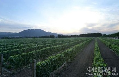 如何挑選高品質的賽級紅龍