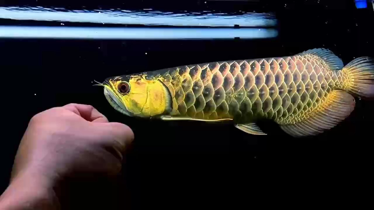 古典炮彈頭43公分