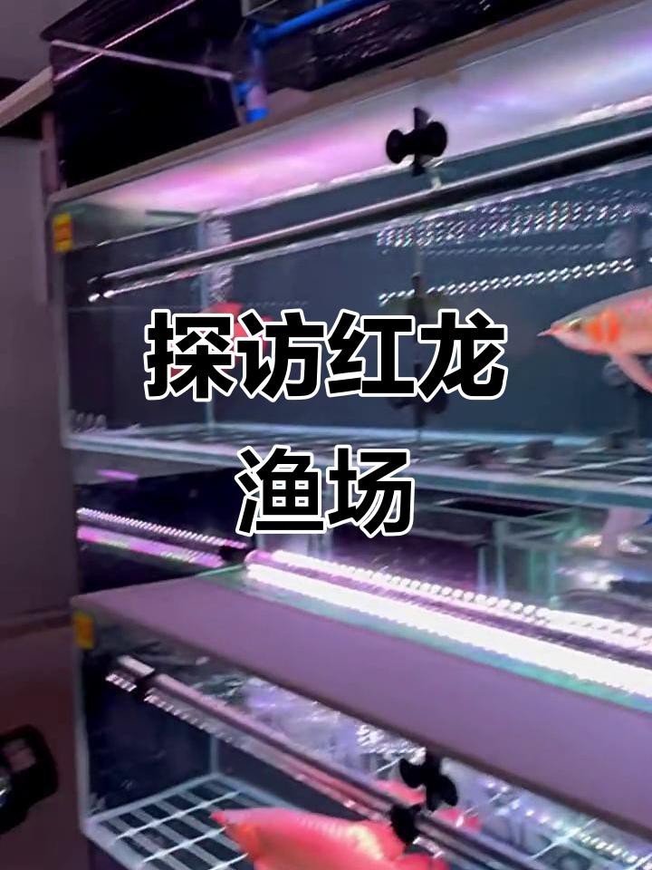 給我推薦一些紅龍魚場