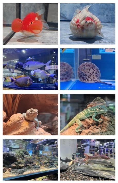 長城中部水族展2024年時間表最新
