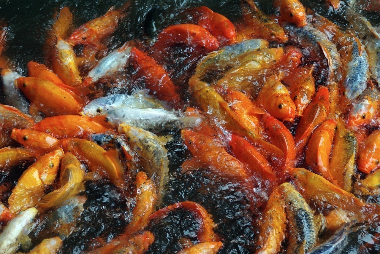 七紋巨鯉魚最佳食用方法