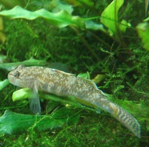 紅狼牙鰕虎魚功效