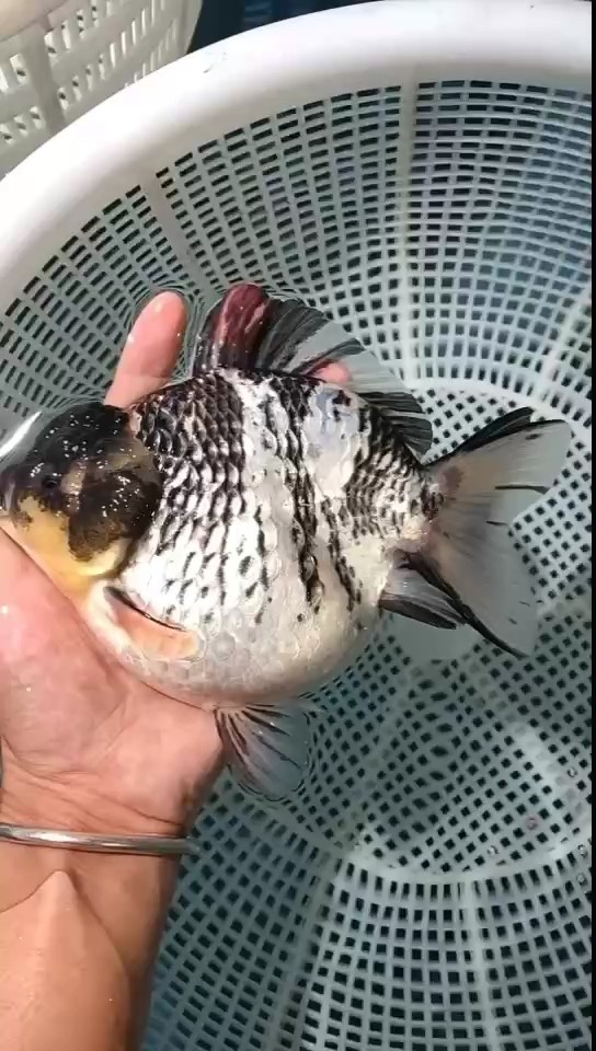 觀賞魚，行運金魚