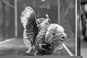 福州金魚文創大賽有哪些亮點？ 福州金魚文創大賽有哪些亮點？ 2025長城杯龍魚大賽 第6張