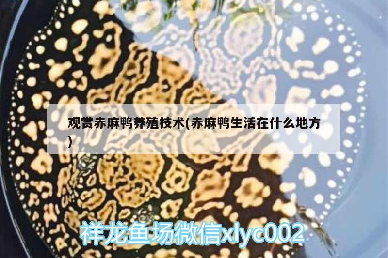 觀賞赤麻鴨養(yǎng)殖技術(shù)(赤麻鴨生活在什么地方)