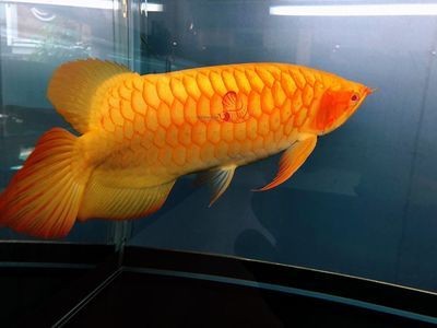 龍魚蒙眼病怎么治療最好，如何預防龍魚患上蒙眼病