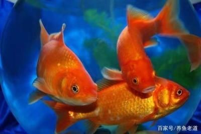 龍魚蒙眼病怎么治療最好，如何預防龍魚患上蒙眼病