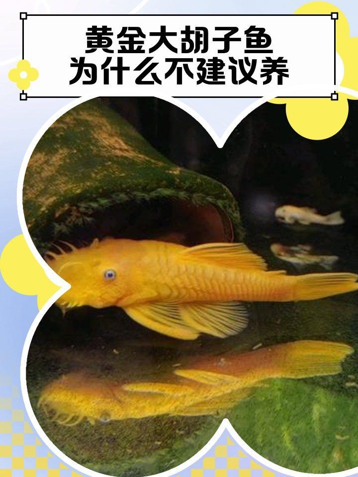 胡子魚好養(yǎng)活嗎 龍魚論壇 第1張 胡子魚好養(yǎng)活嗎 胡子魚好養(yǎng)活嗎 龍魚論壇 第1張