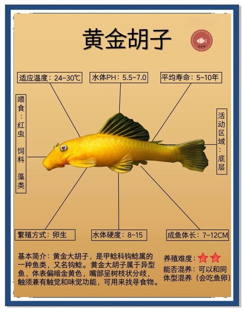 胡子魚好養(yǎng)活嗎 龍魚論壇 第3張 胡子魚好養(yǎng)活嗎 胡子魚好養(yǎng)活嗎 龍魚論壇 第3張