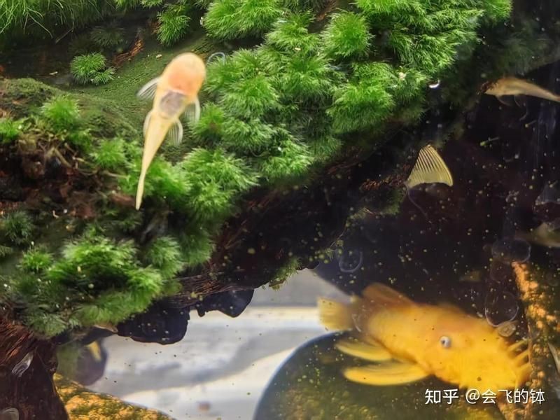 胡子魚好養(yǎng)活嗎 龍魚論壇 第5張 胡子魚好養(yǎng)活嗎 胡子魚好養(yǎng)活嗎 龍魚論壇 第5張