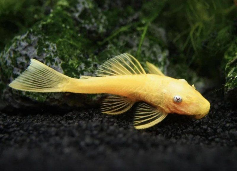 胡子魚好養(yǎng)活嗎 龍魚論壇 第7張 胡子魚好養(yǎng)活嗎 胡子魚好養(yǎng)活嗎 龍魚論壇 第7張