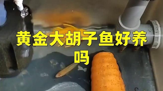 胡子魚好養(yǎng)活嗎 龍魚論壇 第15張 胡子魚好養(yǎng)活嗎 胡子魚好養(yǎng)活嗎 龍魚論壇 第15張