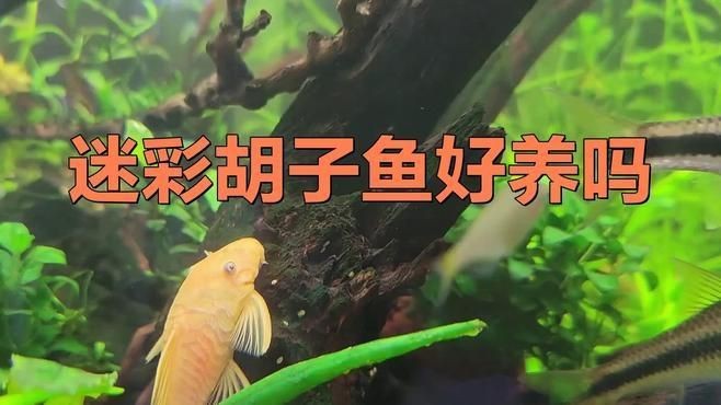 胡子魚好養(yǎng)活嗎 龍魚論壇 第13張 胡子魚好養(yǎng)活嗎 胡子魚好養(yǎng)活嗎 龍魚論壇 第13張