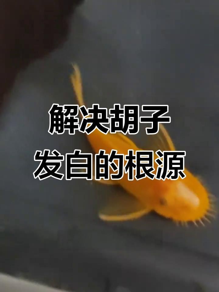 胡子魚好養(yǎng)活嗎 龍魚論壇 第17張 胡子魚好養(yǎng)活嗎 胡子魚好養(yǎng)活嗎 龍魚論壇 第17張