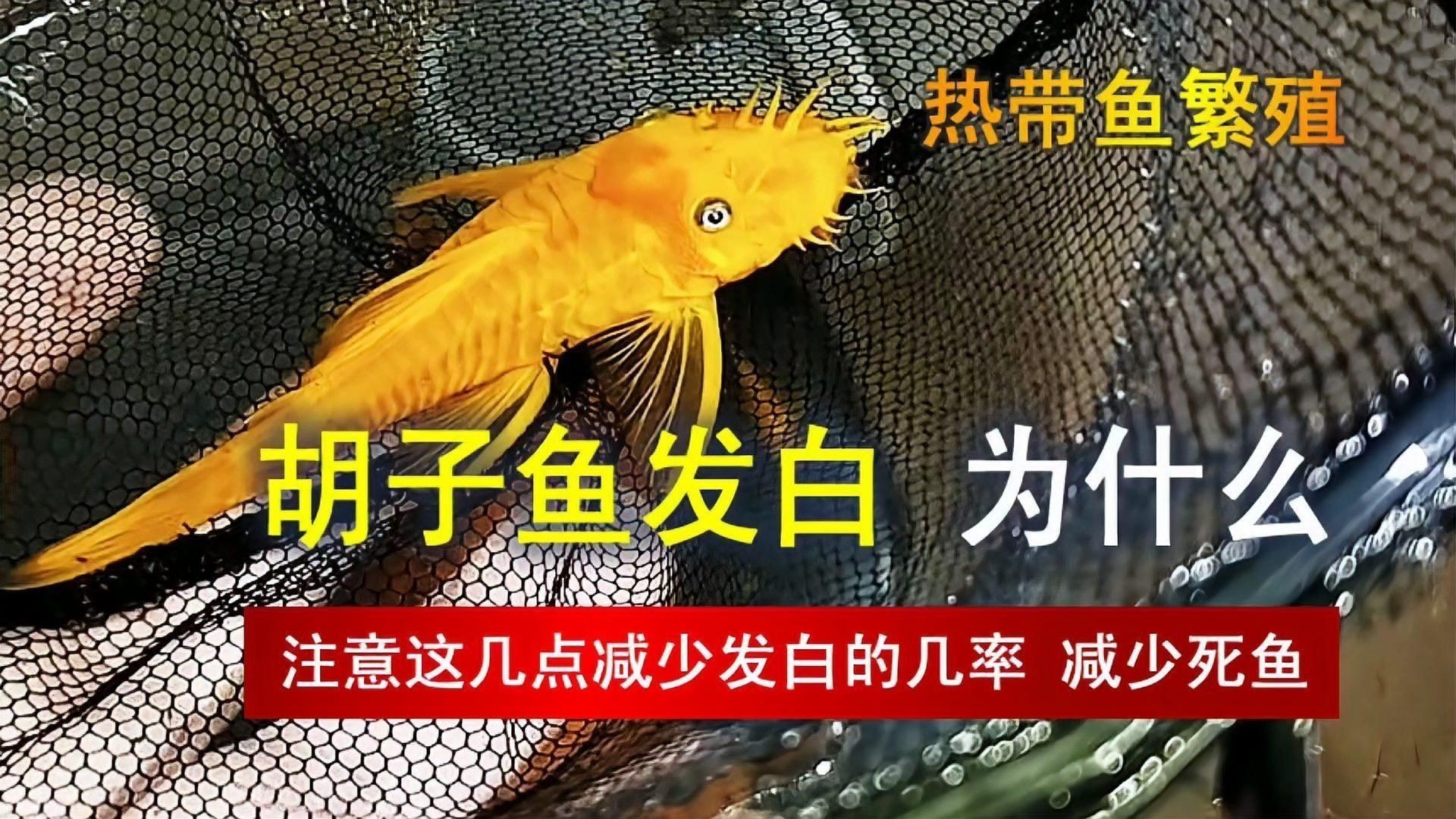 胡子魚好養(yǎng)活嗎 龍魚論壇 第18張 胡子魚好養(yǎng)活嗎 胡子魚好養(yǎng)活嗎 龍魚論壇 第18張