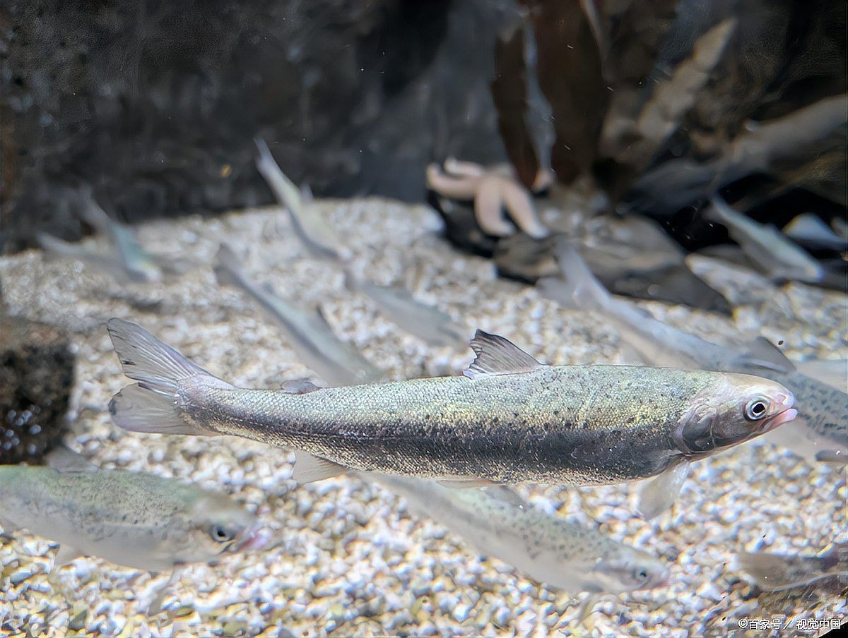 花星魚吃什么食物為主 花星魚吃什么食物為主 龍魚論壇 第1張
