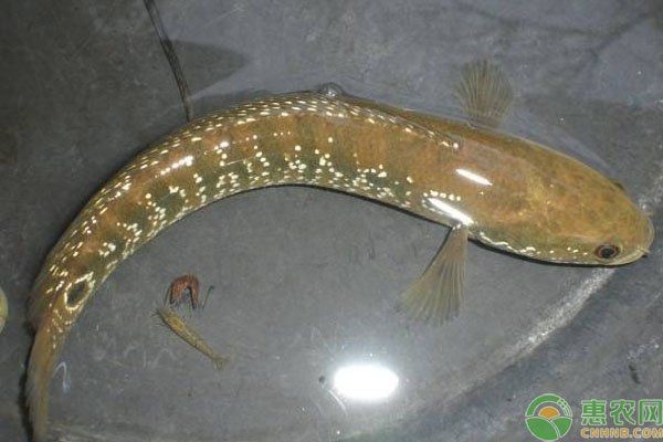 花星魚吃什么食物為主 花星魚吃什么食物為主 龍魚論壇 第6張