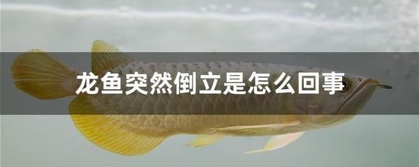龍魚倒立的急救方法圖解龍魚倒立急救方法圖解：龍魚倒立急救方法圖解龍魚倒立急救方法圖解