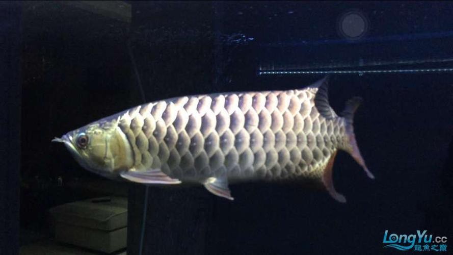 藍(lán)色的龍魚(yú)長(zhǎng)什么樣子圖片大全
