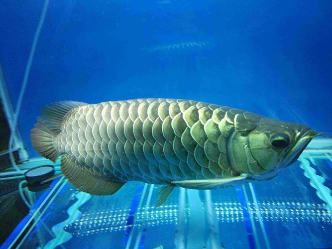 藍(lán)色的龍魚(yú)長(zhǎng)什么樣子圖片大全