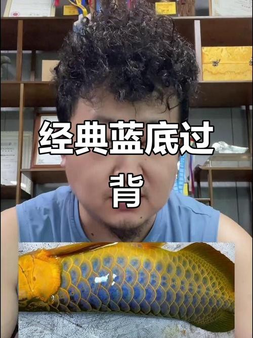 藍(lán)色的龍魚(yú)長(zhǎng)什么樣子圖片大全