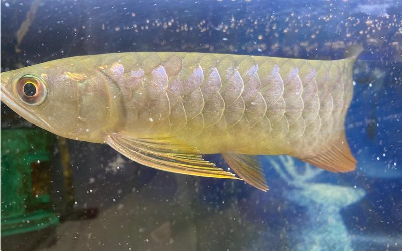 藍(lán)色的龍魚(yú)長(zhǎng)什么樣子圖片大全