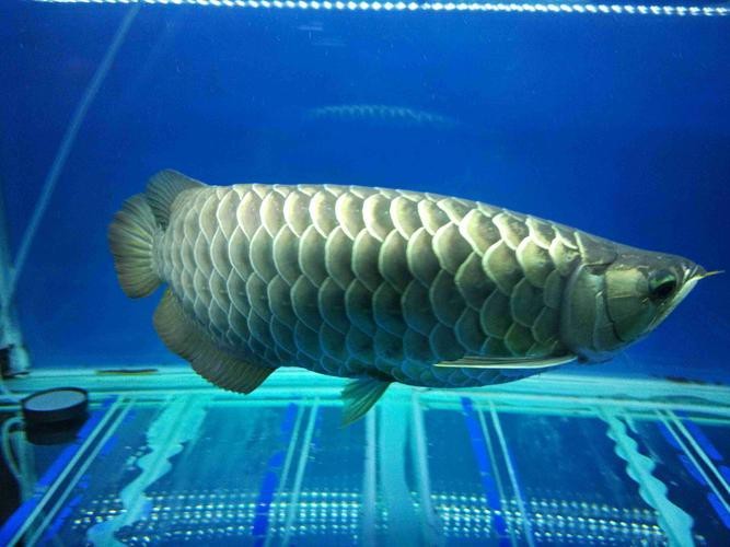 藍(lán)色的龍魚(yú)長(zhǎng)什么樣子圖片大全