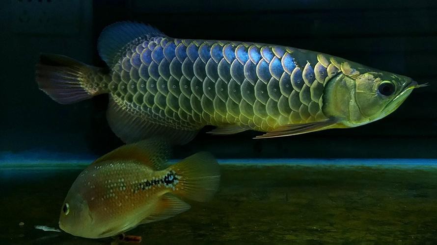 藍(lán)色的龍魚(yú)長(zhǎng)什么樣子圖片大全