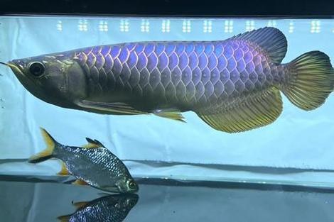 藍(lán)色的龍魚(yú)長(zhǎng)什么樣子圖片大全