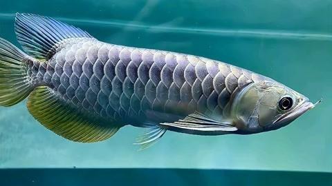 藍(lán)色的龍魚(yú)長(zhǎng)什么樣子圖片大全