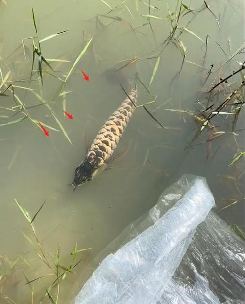 藍(lán)色的龍魚(yú)長(zhǎng)什么樣子圖片大全