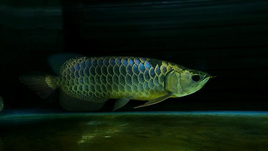 藍(lán)色的龍魚(yú)長(zhǎng)什么樣子圖片大全