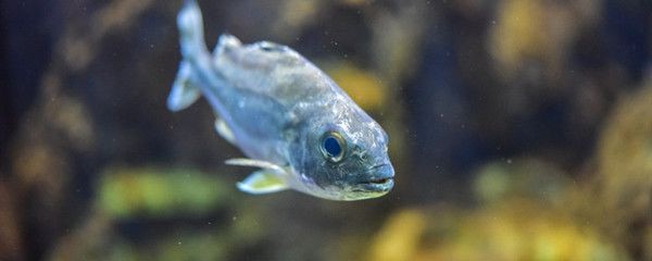 龍魚腮部鼓包怎么治（龍魚腮部鼓包怎么治龍魚腮部疾病需要及時(shí)治療） 龍魚腮部鼓包怎么治（龍魚腮部鼓包怎么治龍魚腮部疾病需要及時(shí)治療） 龍魚百科 第1張