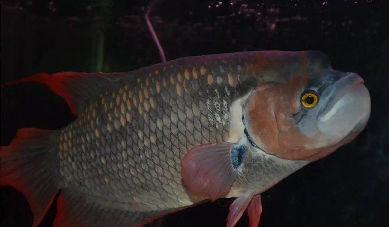 紅尾戰船魚
