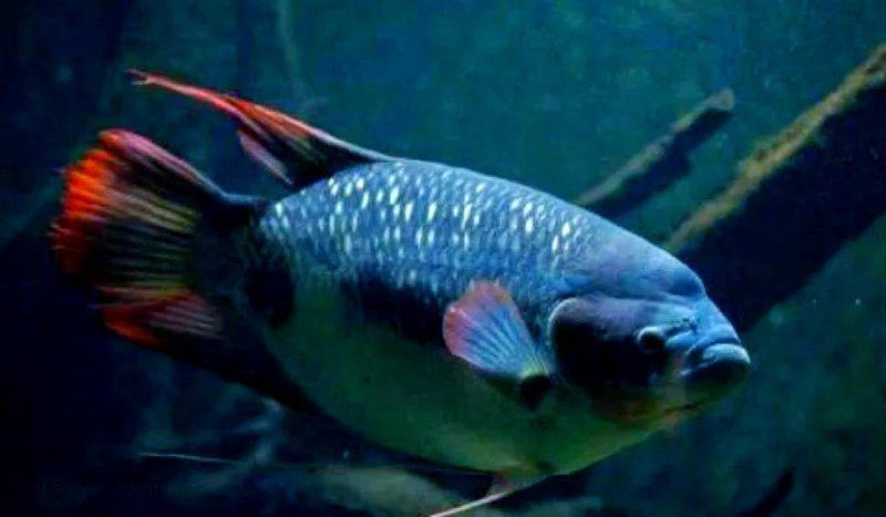 紅尾戰船魚