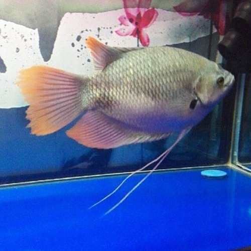 紅尾戰船魚