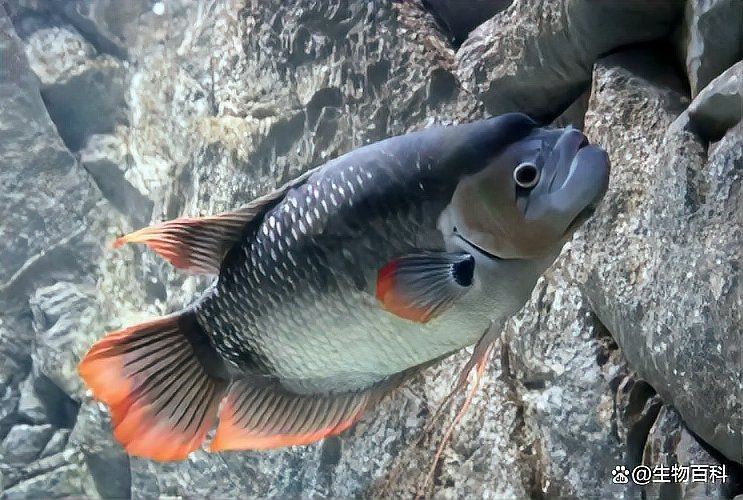 紅尾戰船魚