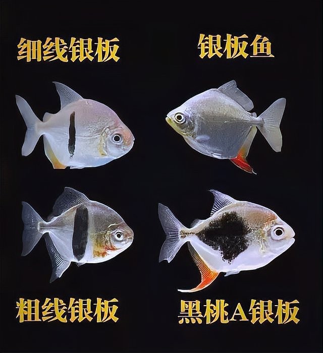 銀板魚適合多大的魚缸？
